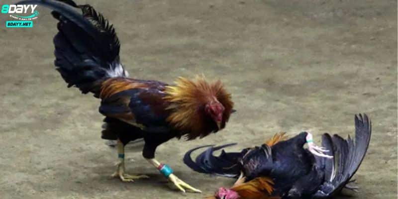 Bộ Môn Đá Gà Cựa Dao Máu Lửa Thu Hút Nhiều Lượt Tham Gia 2 TÌm hiểu cơ bản về hình thức đá gà cựa dao là gì