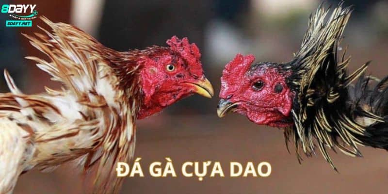 Bộ Môn Đá Gà Cựa Dao Máu Lửa Thu Hút Nhiều Lượt Tham Gia 1 Bộ Môn Đá Gà Cựa Dao Máu Lửa Thu Hút Nhiều Lượt Tham Gia