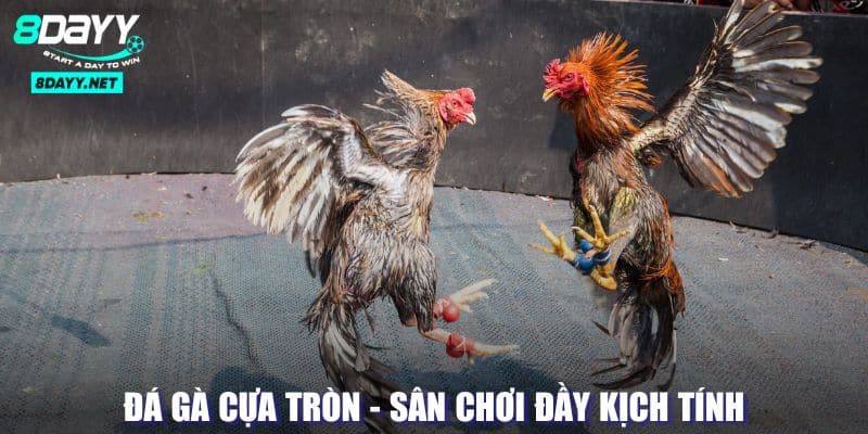 Đá Gà Cựa Tròn - Sân Chơi Của Những Chiến Kê Đầy Kịch Tính 1 Đá Gà Cựa Tròn - Sân Chơi Của Những Chiến Kê Đầy Kịch Tính