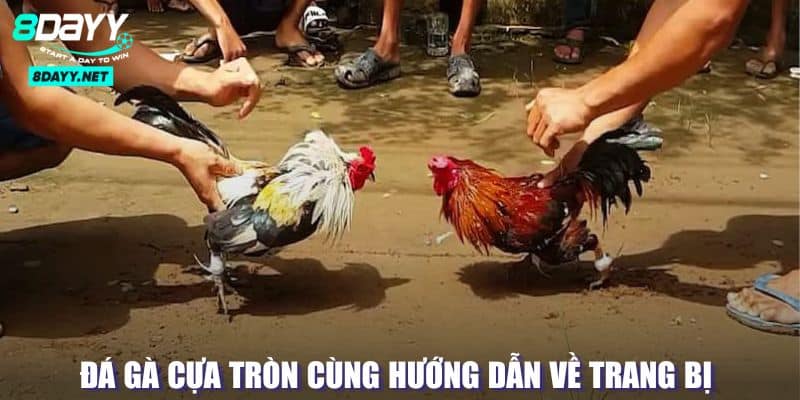 Đá Gà Cựa Tròn - Sân Chơi Của Những Chiến Kê Đầy Kịch Tính 4 Hướng dẫn trang bị cho đá gà cựa tròn