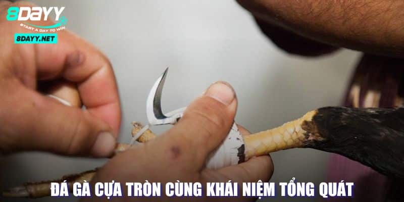 Đá Gà Cựa Tròn - Sân Chơi Của Những Chiến Kê Đầy Kịch Tính 2 Khái quát về hình thức đấu cựa tròn