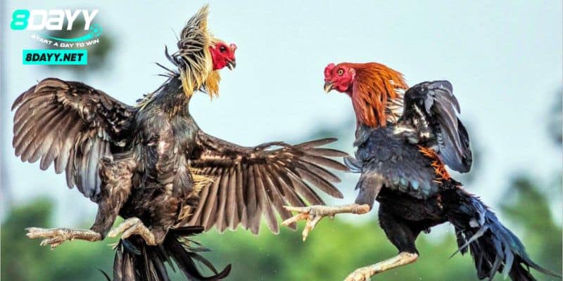 Đá gà Thomo - Thế Giới Gà Chiến Đỉnh Cao 2024 Tại Campuchia 1 Đá gà Thomo - Thế Giới Gà Chiến Đỉnh Cao 2024 Tại Campuchia