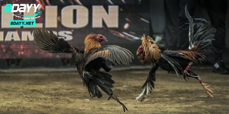 Đá gà Thomo - Thế Giới Gà Chiến Đỉnh Cao 2024 Tại Campuchia 3 Điểm nổi bật của đá gà Thomo - Lý do thu hút đông đảo anh em