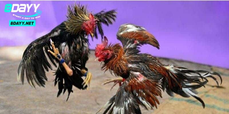 Đá gà Thomo - Thế Giới Gà Chiến Đỉnh Cao 2024 Tại Campuchia 2 Giới thiệu về đá gà Thomo