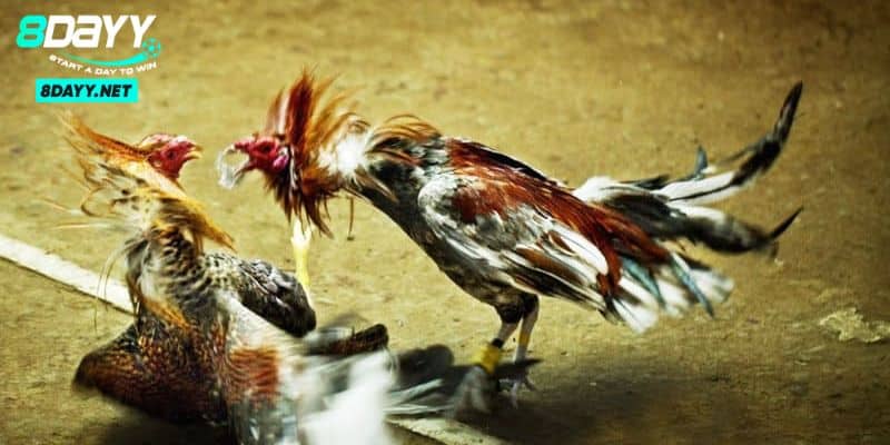 Đá gà Thomo - Thế Giới Gà Chiến Đỉnh Cao 2024 Tại Campuchia 4 Hình thức tham gia đá gà Thomo vô cùng đa dạng