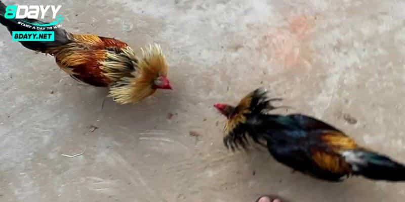 Đá Gà Cựa Sắt – Bí Quyết Cho Những Người Đam Mê Đấu Kê 3 Luật lệ đá gà cựa sắt chi tiết cho tất cả thành viên mới