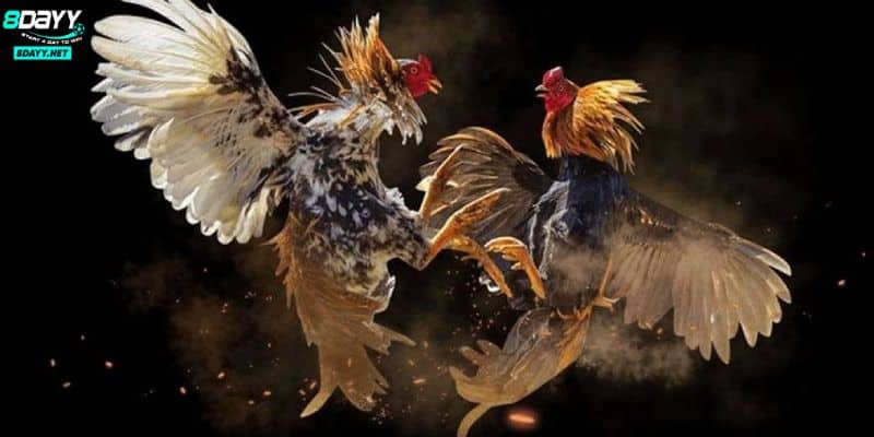 Bộ Môn Đá Gà Cựa Dao Máu Lửa Thu Hút Nhiều Lượt Tham Gia 4 Lý do nên xem đá gà cựa dao tại nhà cái trực tuyến 8DAY